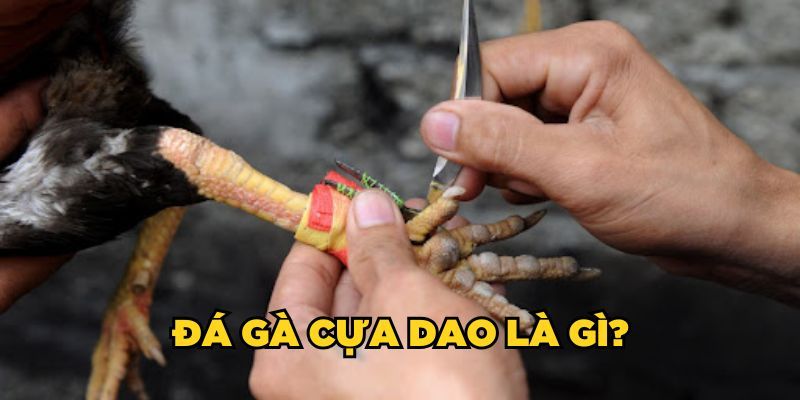 Tìm hiểu đá gà cựa dao